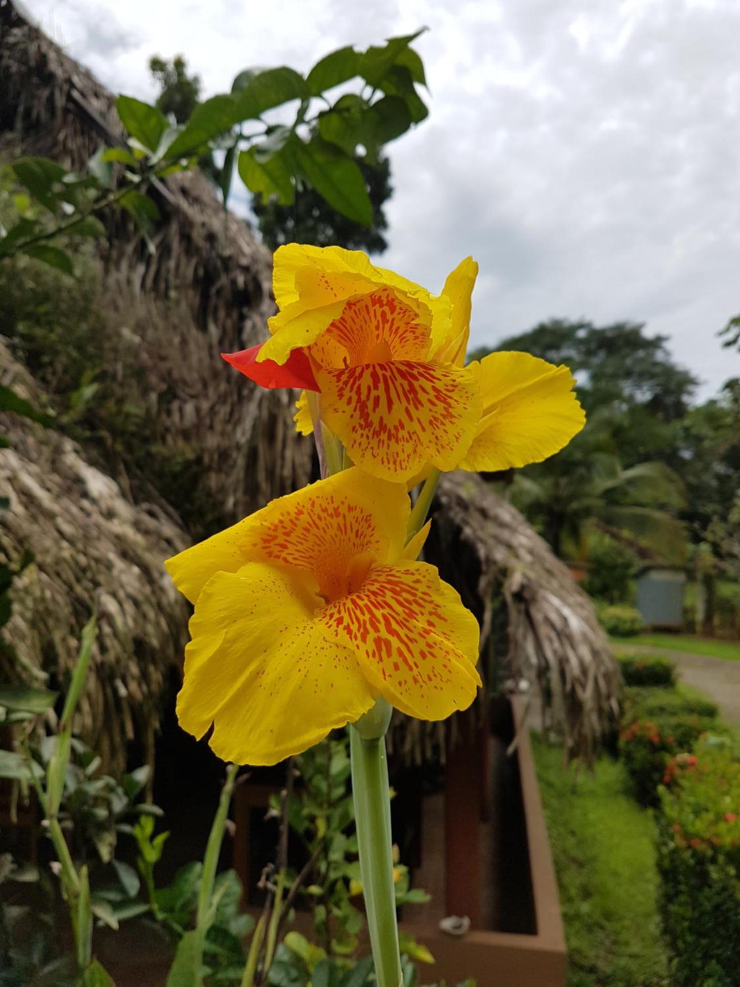 Los Pinos De Torio Luaran gambar